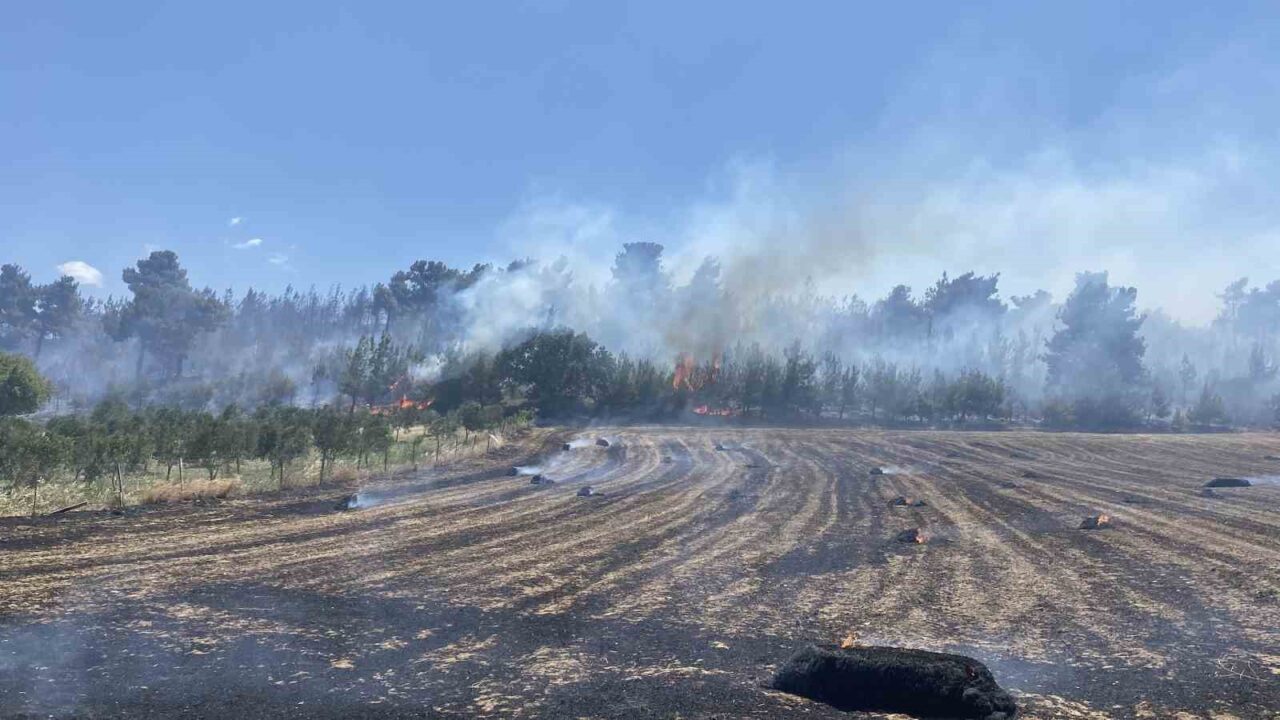 Çanakkale Erenköy'de tarım arazisinde başlayan ve ormana sıçrayan yangın, 14.30'da