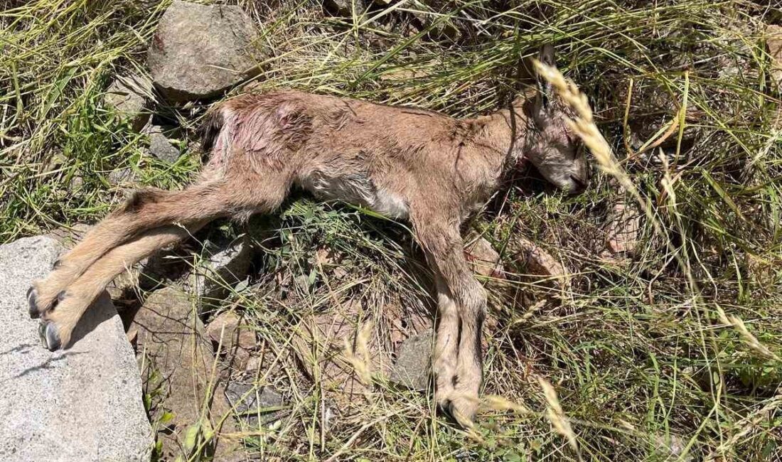 Erzurum'un İspir İlçesi'nde Çoruh Vadisi'ndeki yaban keçileri, sahipsiz köpeklerin saldırıları