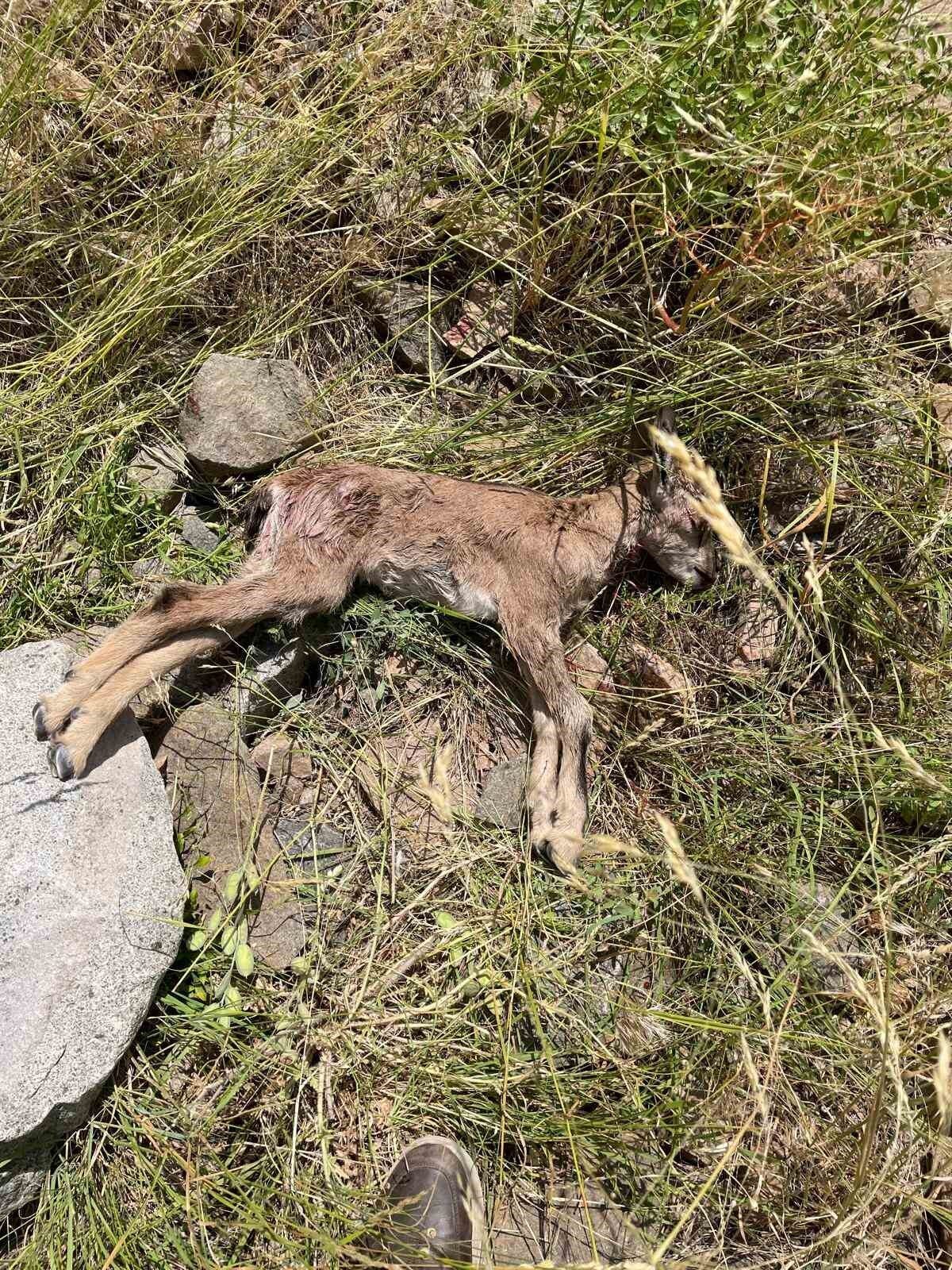 Erzurum'un İspir İlçesi'nde Çoruh Vadisi'ndeki yaban keçileri, sahipsiz köpeklerin saldırıları