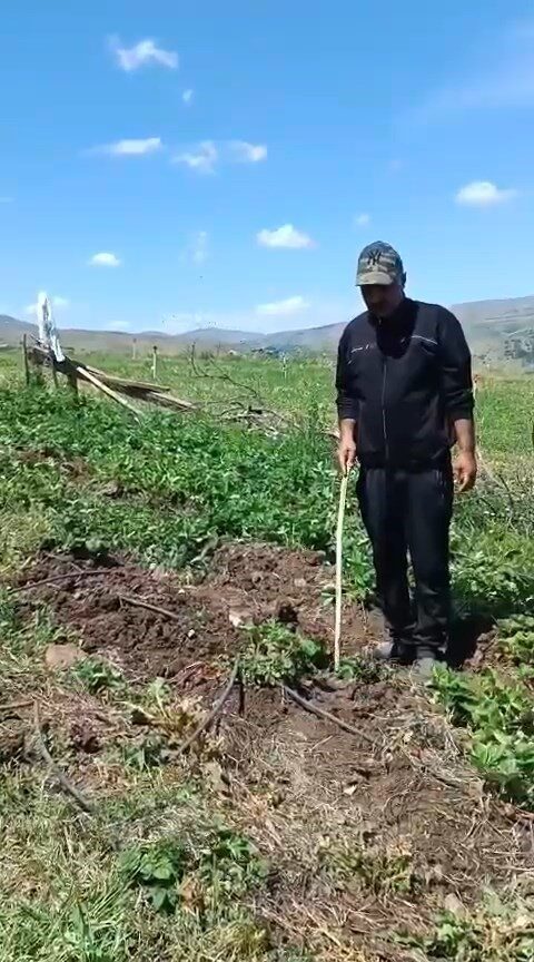 Elazığ'ın Sivrice ilçesinde çiftçi Mustafa Yıldız, domuzların çilek tarlasını talan