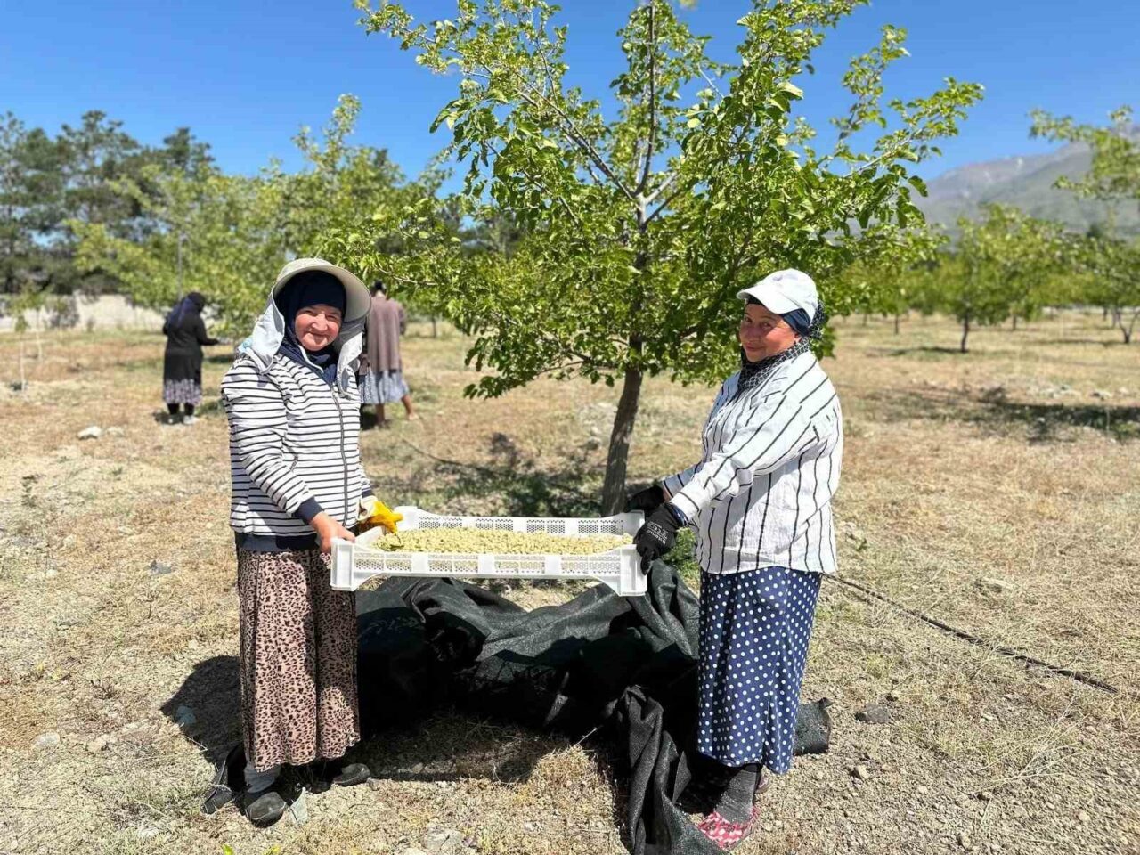 Erzincan'ın Üzümlü ilçesinde 40 dekarlık bahçede dut hasadı başladı. Kadın