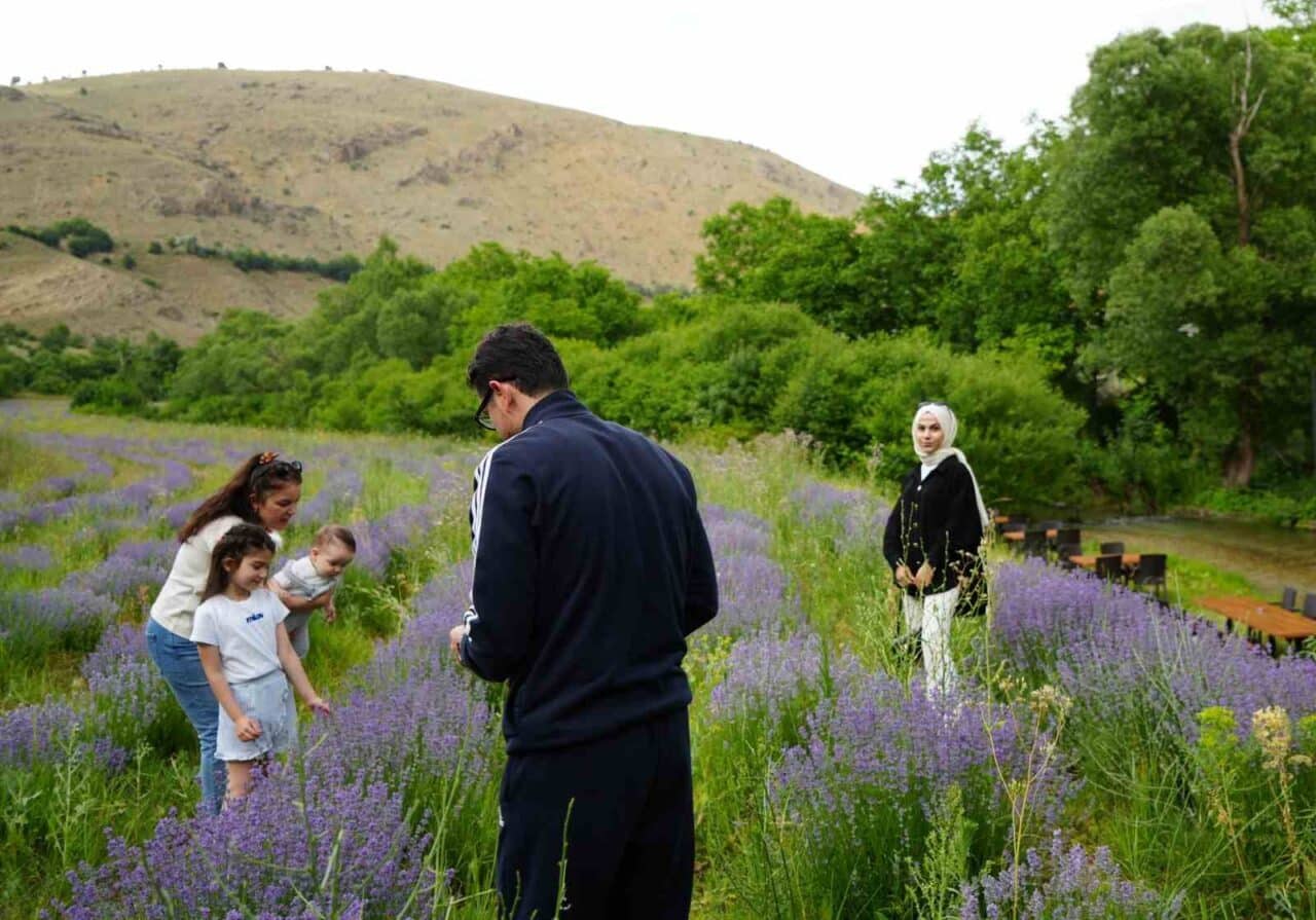 Erzincan’ın Çağlayan beldesindeki lavanta tarlaları, bu yıl da yerli ve