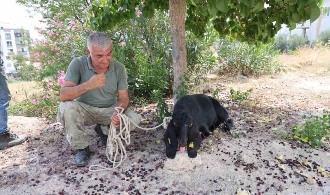 Adana Kozan'da bayramın ilk günü kaybolan kurbanlık keçi, Mustafa Özev'in