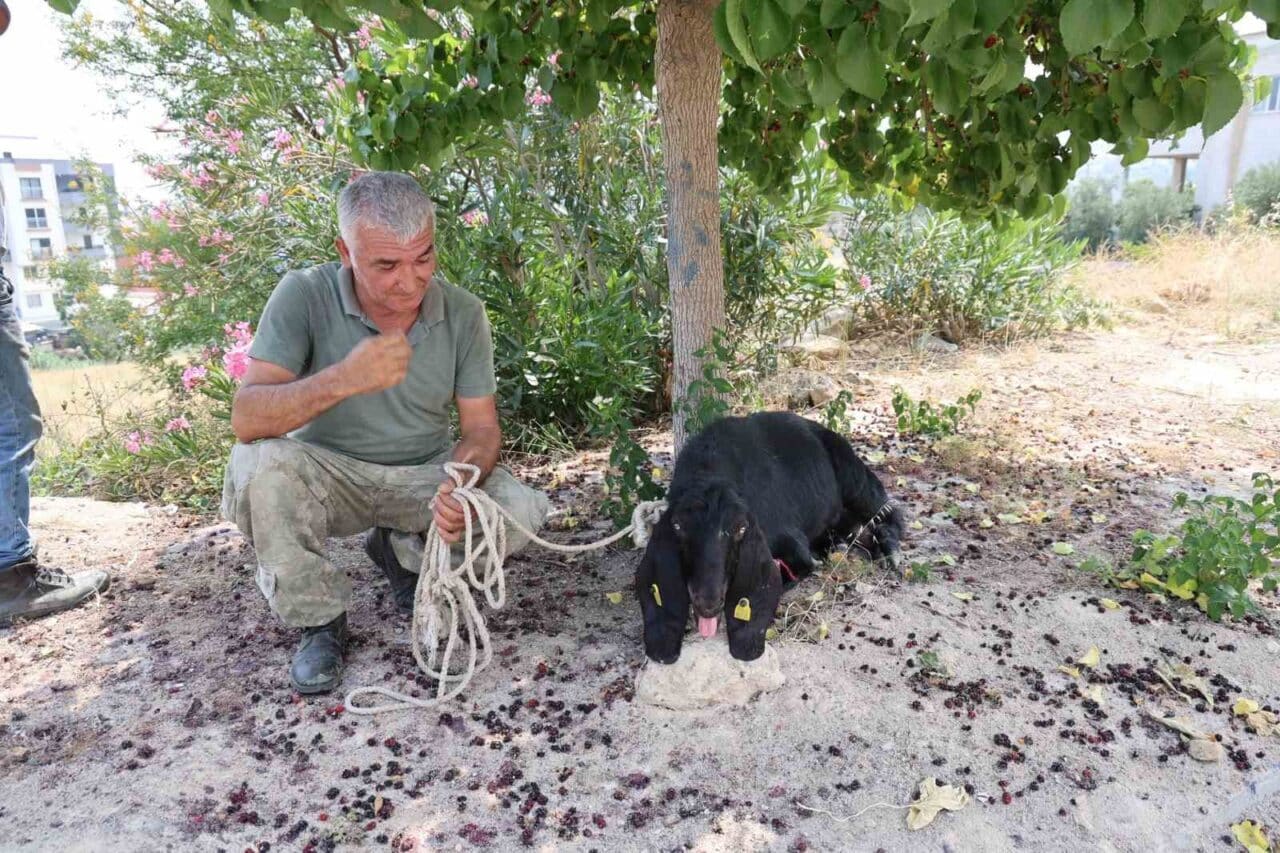 Adana Kozan'da bayramın ilk günü kaybolan kurbanlık keçi, Mustafa Özev'in