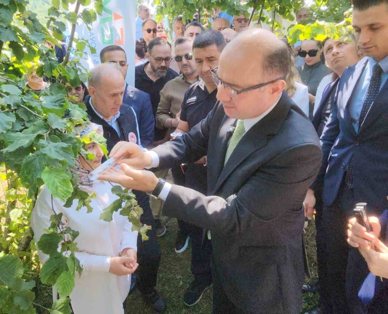 Giresun'da fındık tarımını tehdit eden kahverengi kokarcaya karşı mücadele için