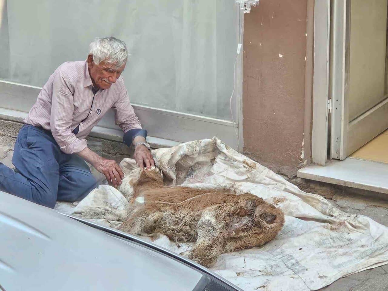 Sivas’ın Koyulhisar ilçesinde yaşayan Ahmet Çoban, hastalanan buzağısını evlat gibi