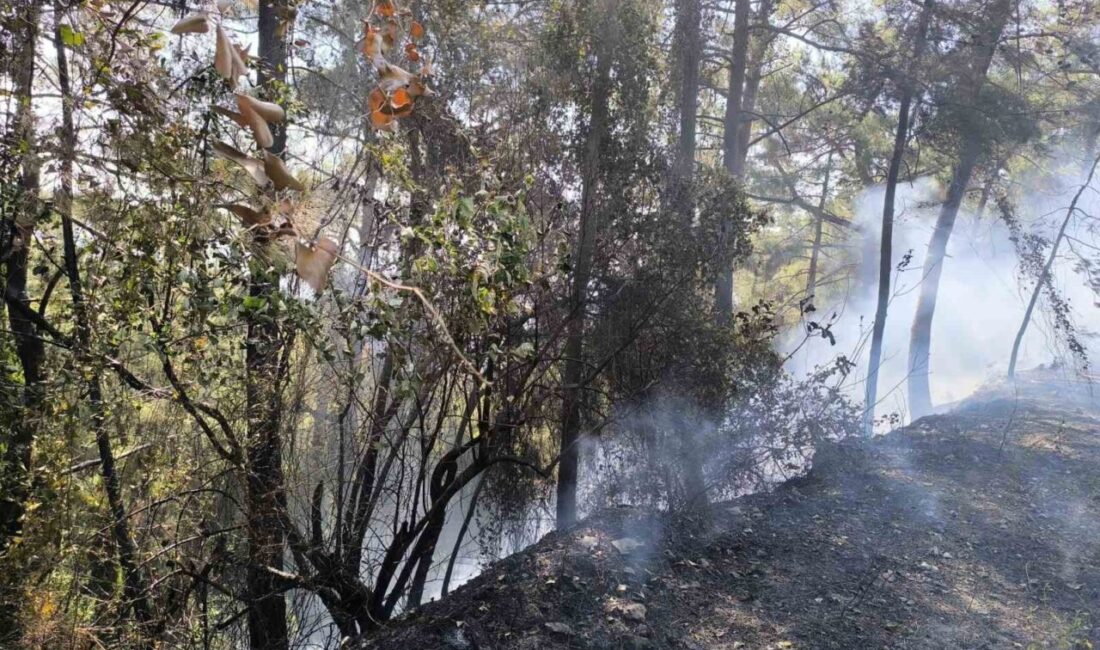 Hatay'ın Dörtyol ilçesindeki Kırmızıburun ile Çökek Yaylası arasında çıkan orman