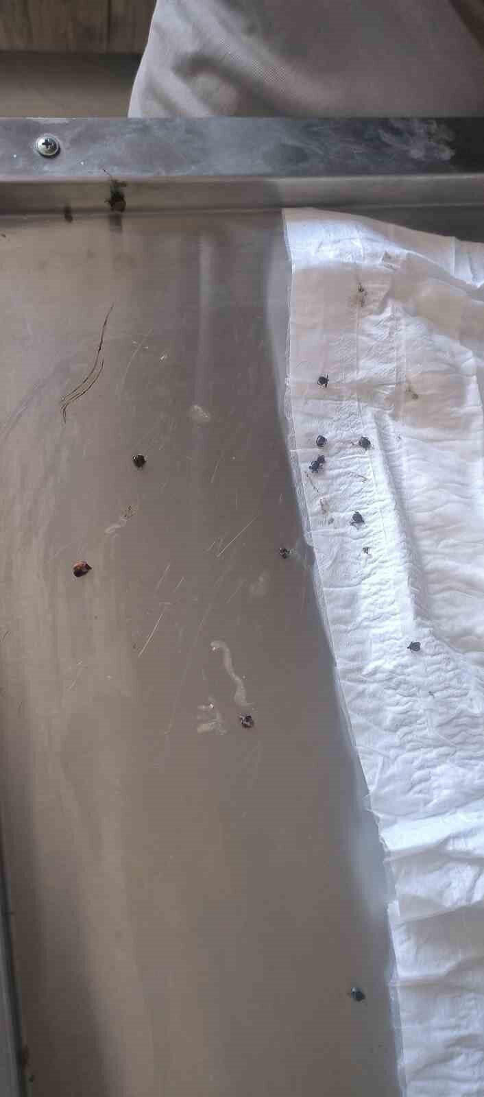 Polatlı İlçe Jandarma Karakol Komutanı Ethem İleri, Duatepe’de devriye sırasında