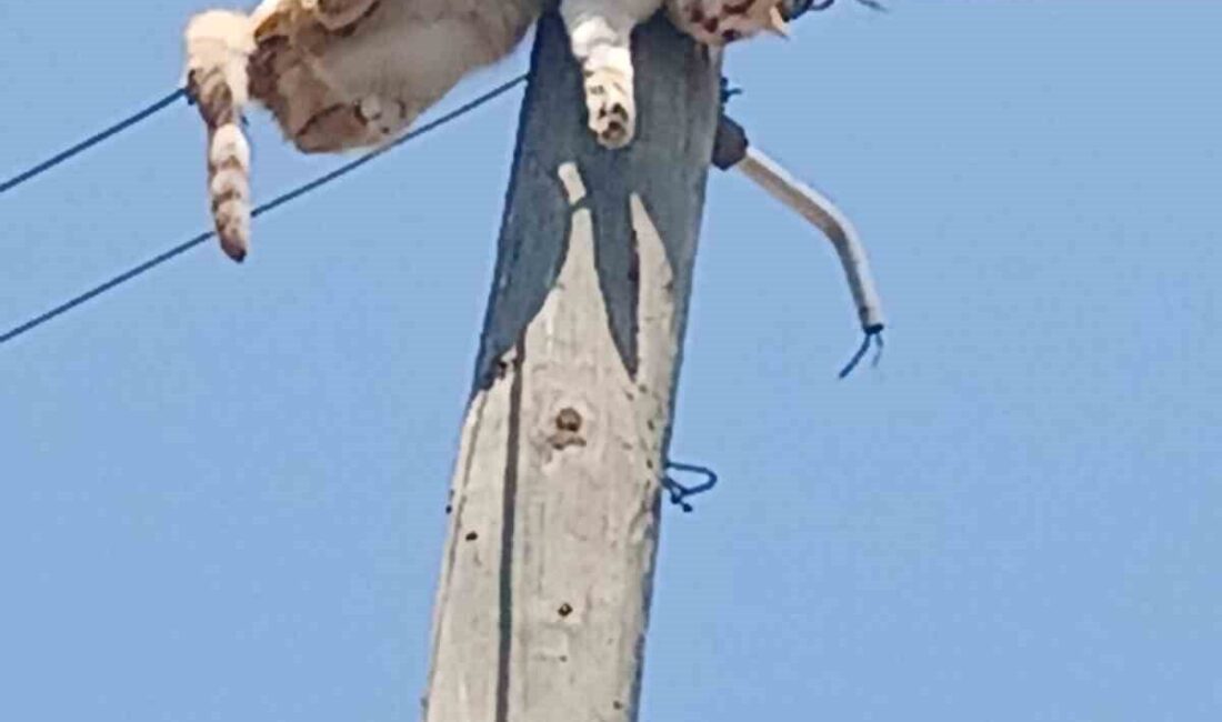 Kars'ın Digor ilçesindeki Karabağ köyünde bir elektrik direğine tırmanan kedi,