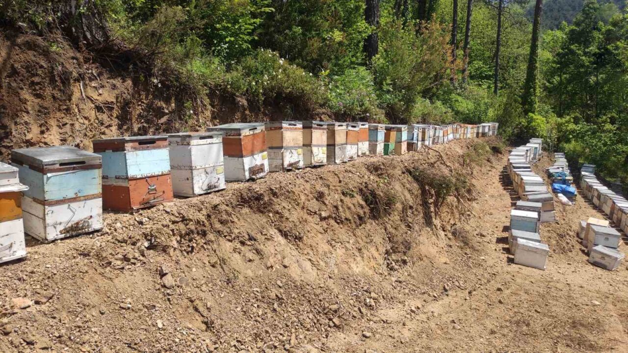 Kastamonu'da kestane balı üreticisi Hüsnü Şinoforoğlu, Doğanyurt'ta yer alan 225