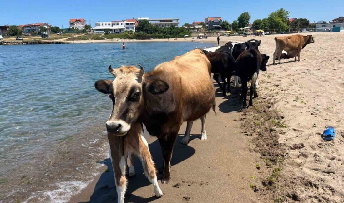 Kocaeli’nin Kandıra ilçesinde hava sıcaklığı 35 dereceyi aştı. Babalı Sahili'nde