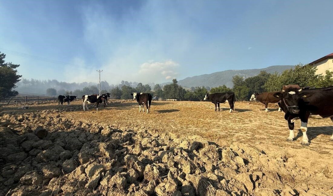 Adana'nın Kozan ilçesinde çıkan orman yangını, havadan ve karadan mücadele