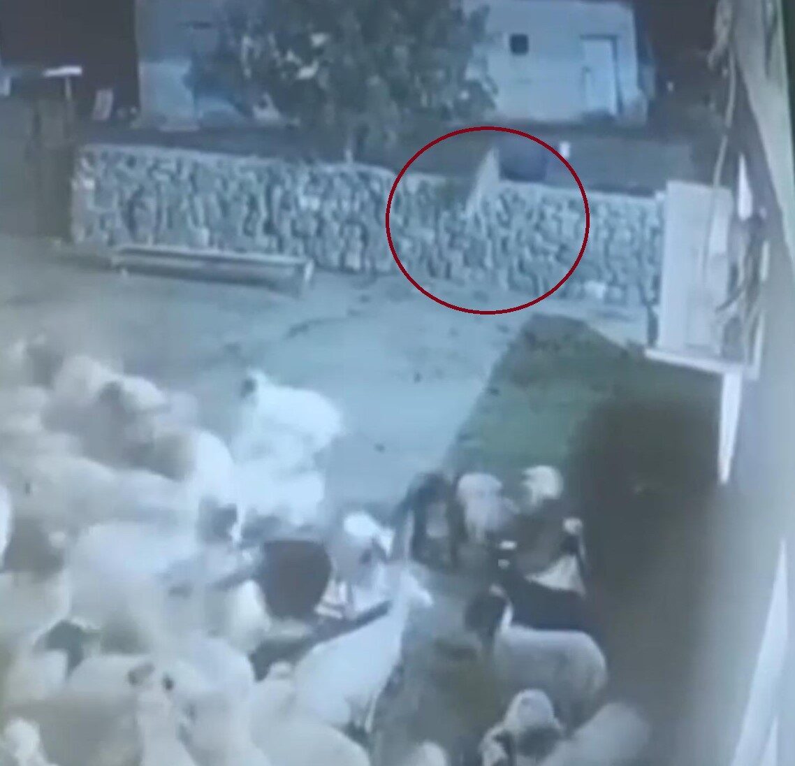 Diyarbakır'ın Çınar ilçesinde bir kurt, ağıldaki koyun sürüsüne saldırdı. Koyunu