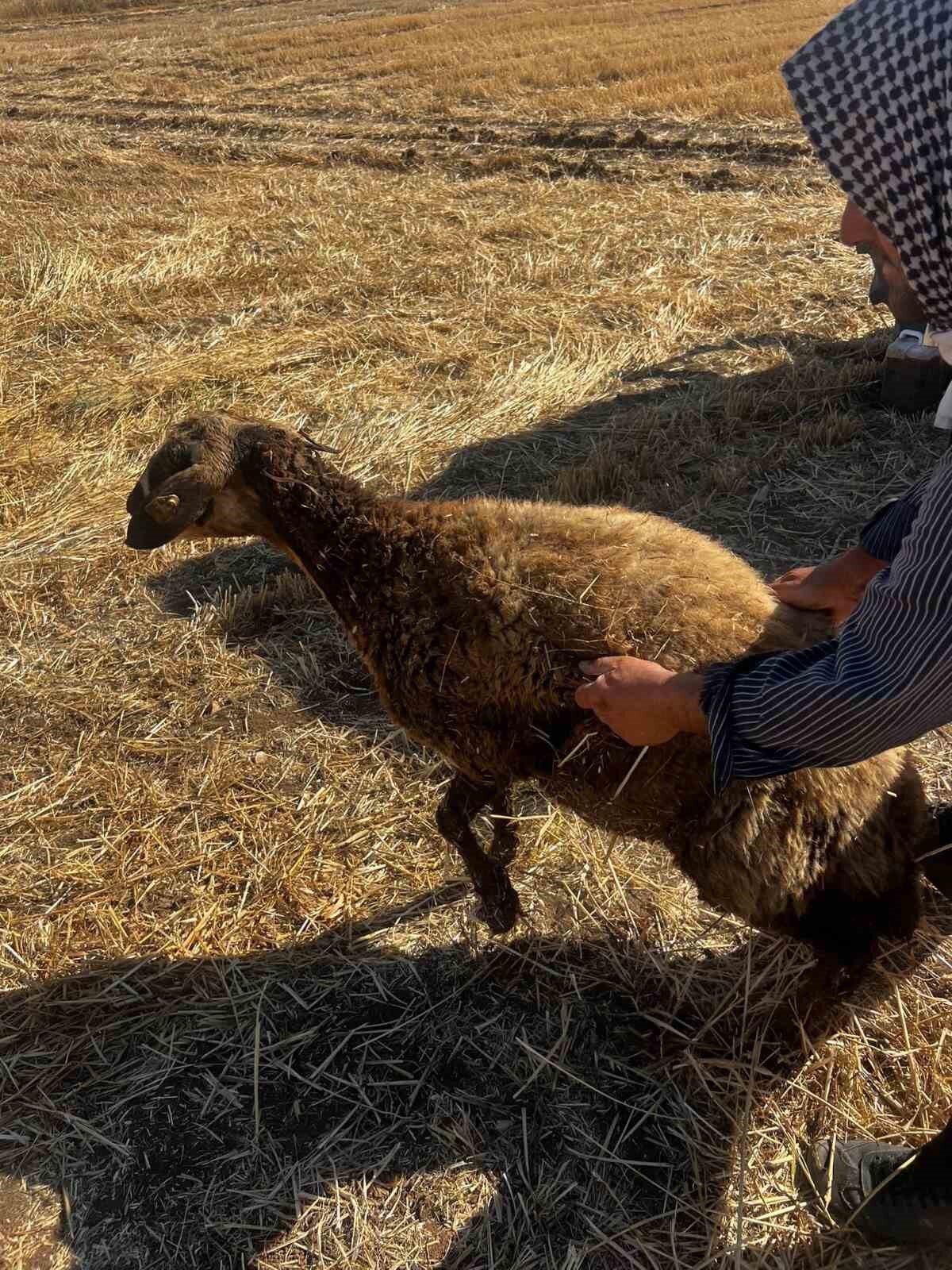 Mardin'in Kızıltepe ilçesindeki Çavuşlu Mahallesi'nde bir koyun su kuyusuna düştü.