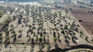 TBMM'de kabul edilen 'Maden Yasası', zeytinlik alanlarda enerji üretimi için