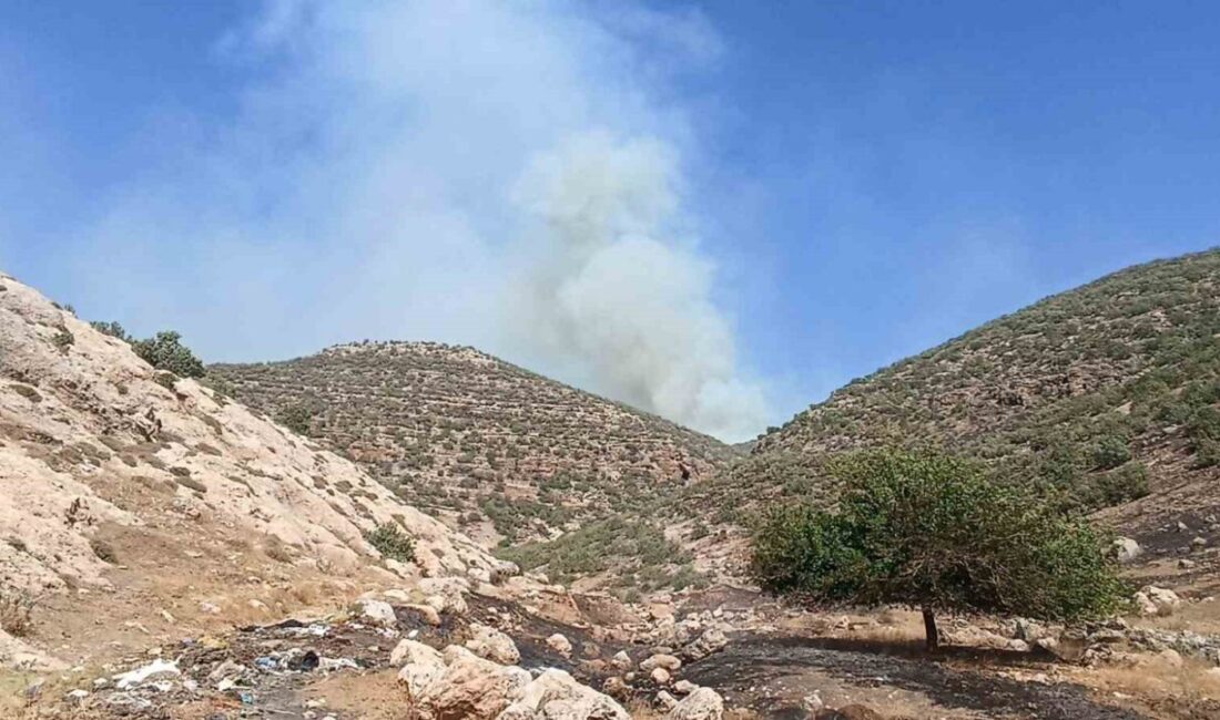 Mardin'de, Nusaybin ilçesindeki ormanlık alanda çıkan yangın için Mardin Büyükşehir