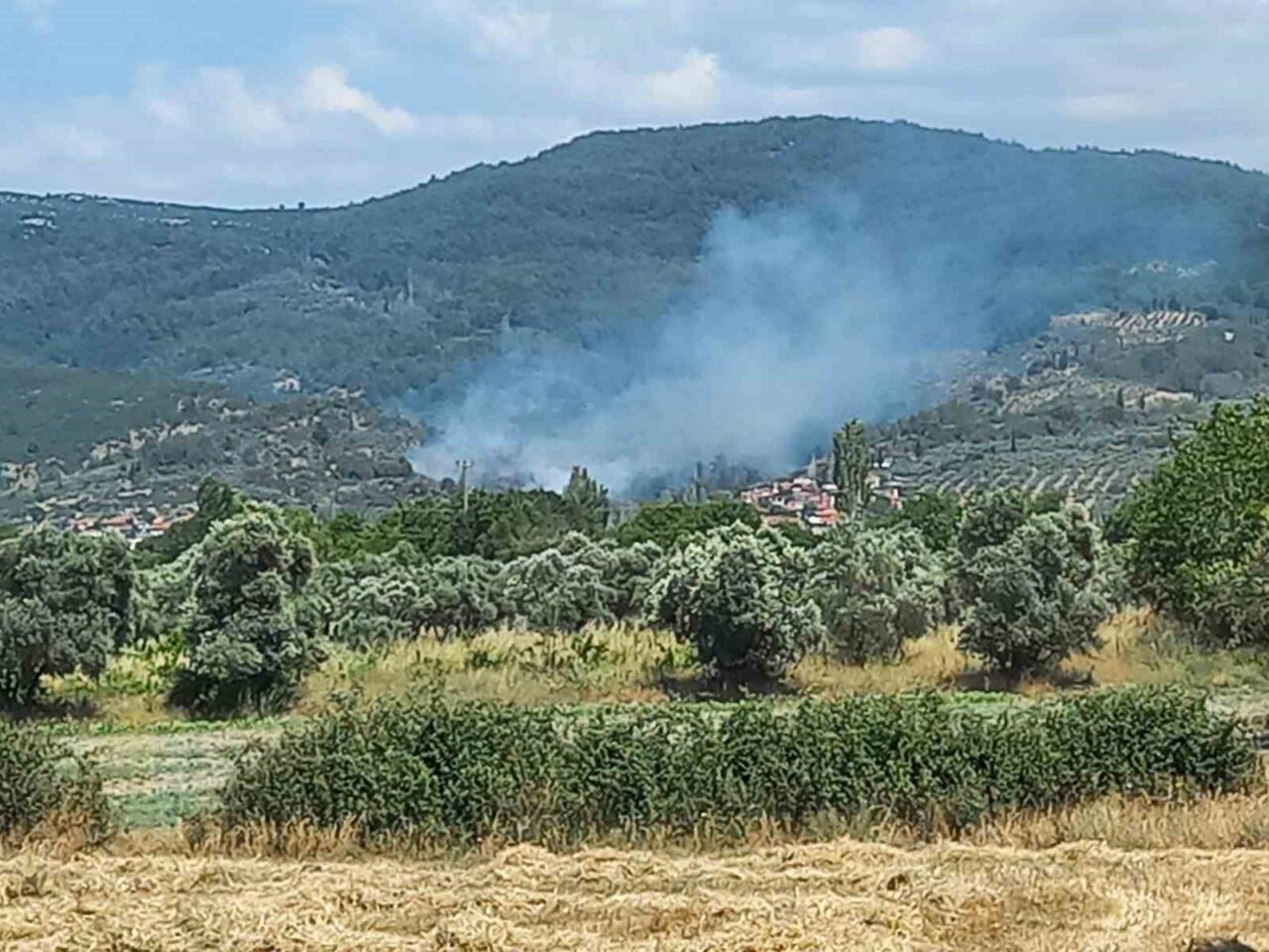 Muğla'nın Menteşe ilçesinde, Yeşilyurt Mahallesi'ndeki zeytinlik alanda yangın meydana geldi.