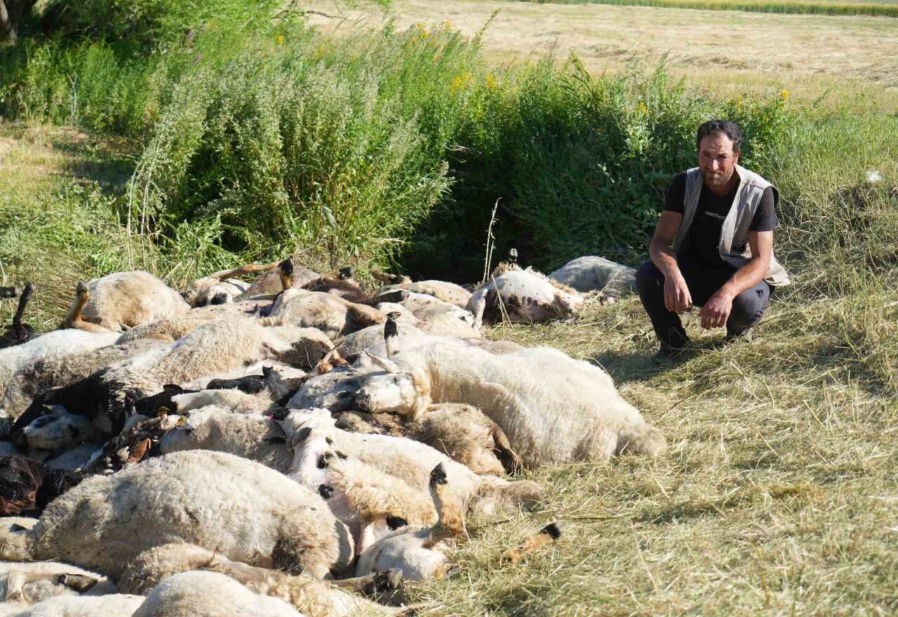 Muş'un Ziyaret köyünde gece saatlerinde koyun sürüsü irkildi, sonucu 150