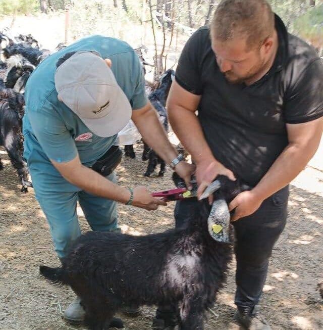 Nazilli İlçe Tarım ve Orman Müdürlüğü, Karıncalı Dağ'daki küçükbaş hayvanlara