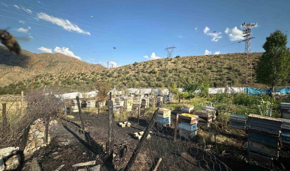 Erzurum'un Oltu ilçesinde Binali Akıncı'ya ait arı kovanlarının bulunduğu İriağaç