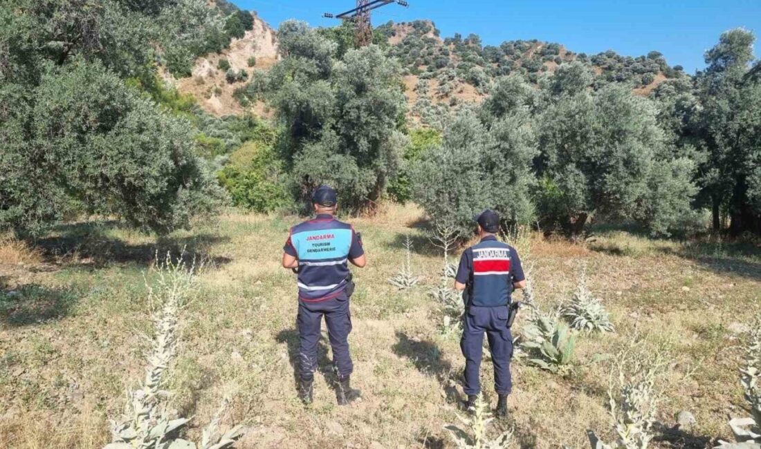 Aydın'ın Efeler ilçesinde jandarma, ormanlık alanda mangal yakarak yasaklara uymayan