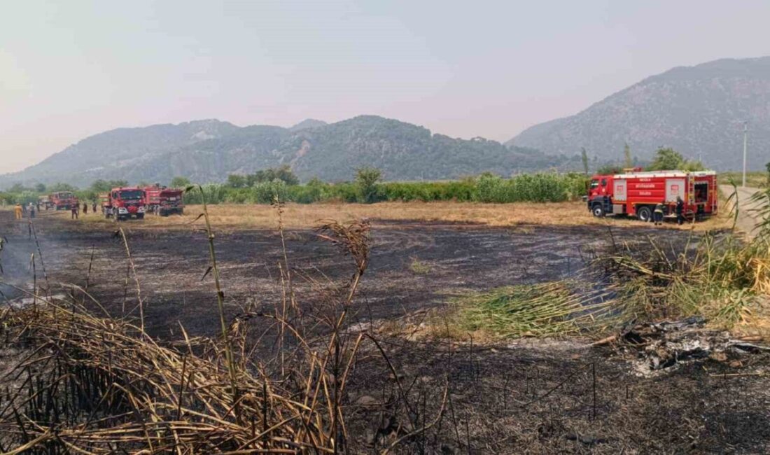 Muğla'nın Ortaca ilçesinde sazlık bölgesinde çıkan yangın, Muğla Büyükşehir Belediyesi