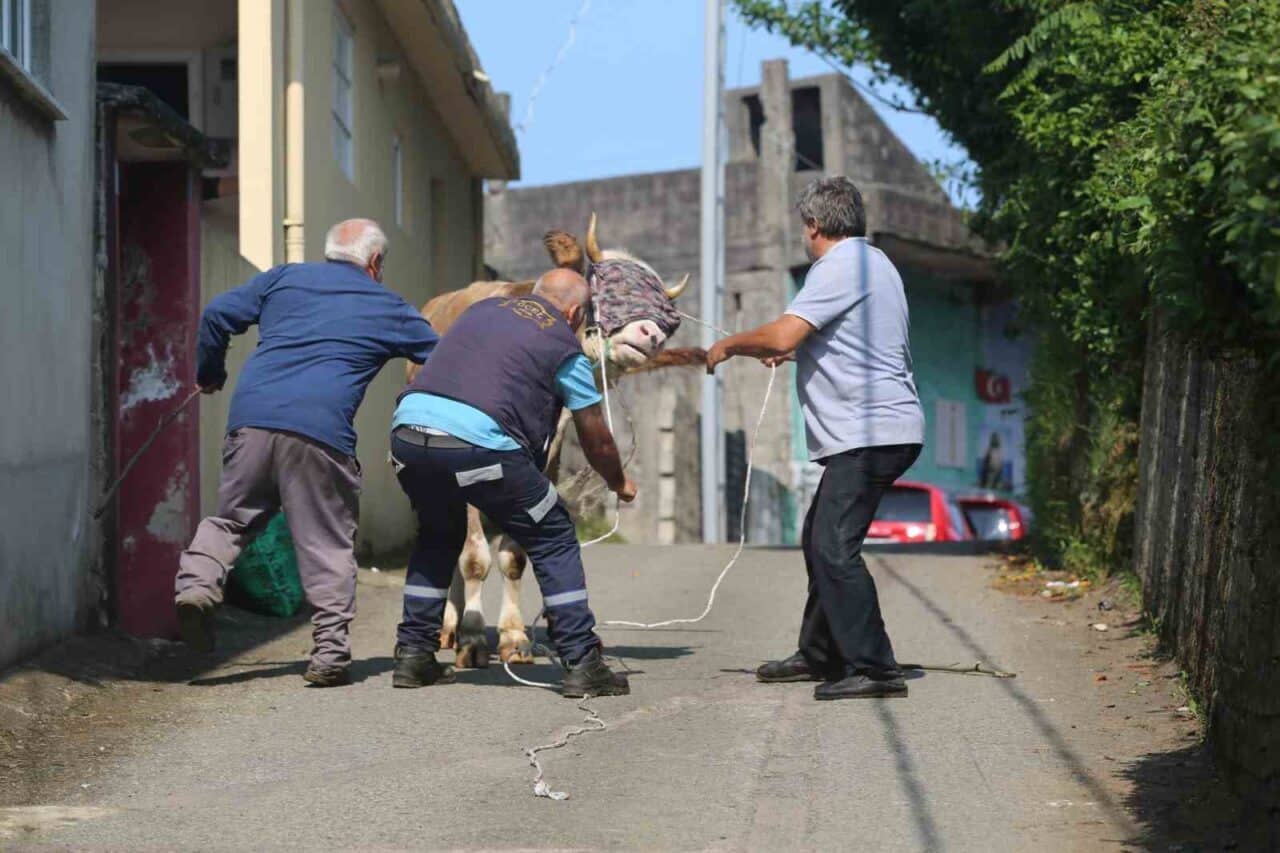 Rize'nin Derepazarı ilçesinde, bir kurbanlık boğa tarım arazisine kaçtı. Sahipleri,