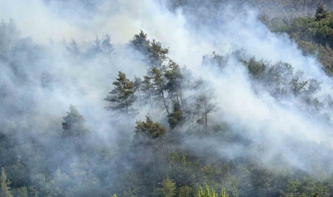Sakarya'nın Taraklı ilçesinde ormanlık alanda kontrol altına alınan yangın, rüzgar