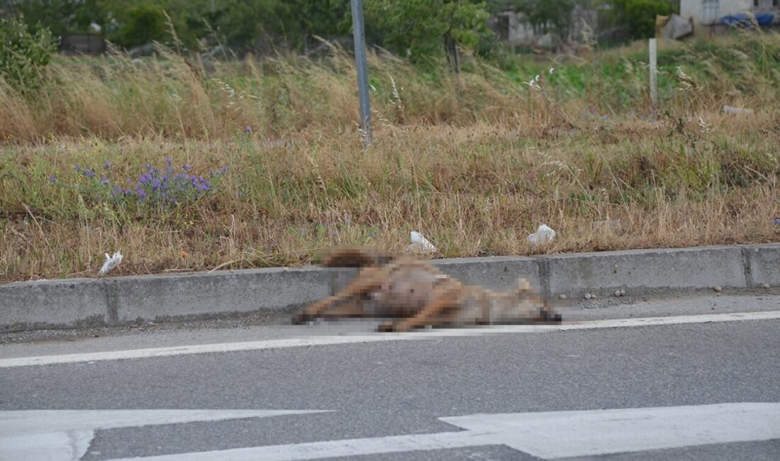 Sinop'un Mertoğlu mevkiinde, tavuk çalarken bir otomobilin çarpması sonucu çakal