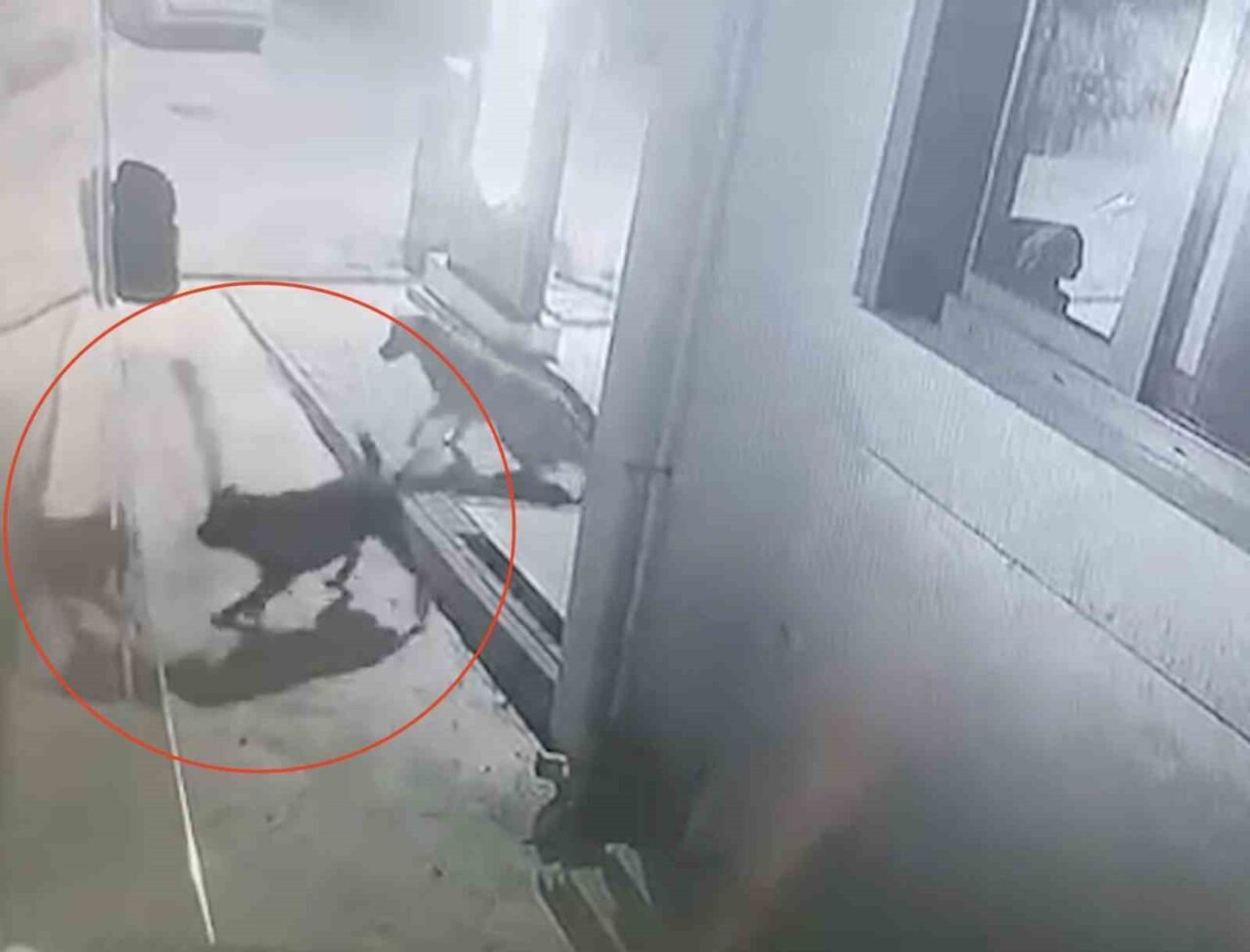 Kastamonu'nun Cide ilçesinde Mevlüt Çelik'in park halindeki karavanı, grup halinde