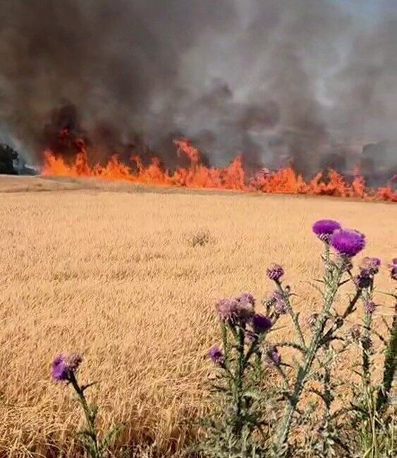 Balıkesir'in Susurluk ile Bandırma ilçeleri arasındaki buğday tarlasında bilinmeyen bir