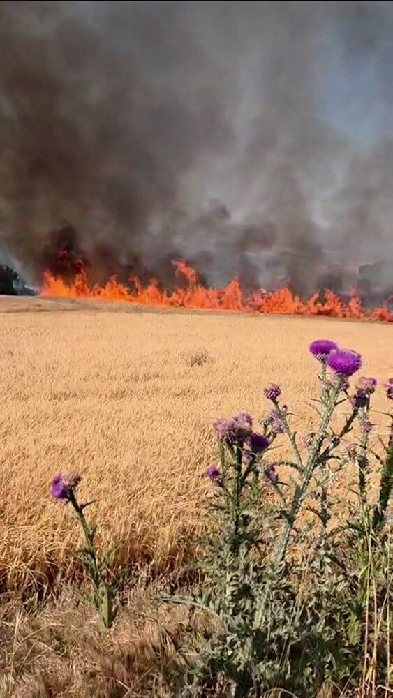 Balıkesir'in Susurluk ile Bandırma ilçeleri arasındaki buğday tarlasında bilinmeyen bir