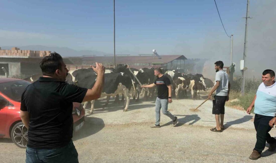 İzmir'in Tire ilçesindeki Alacalı Mahallesi'nde makilik alandaki yangın, rüzgarın etkisiyle