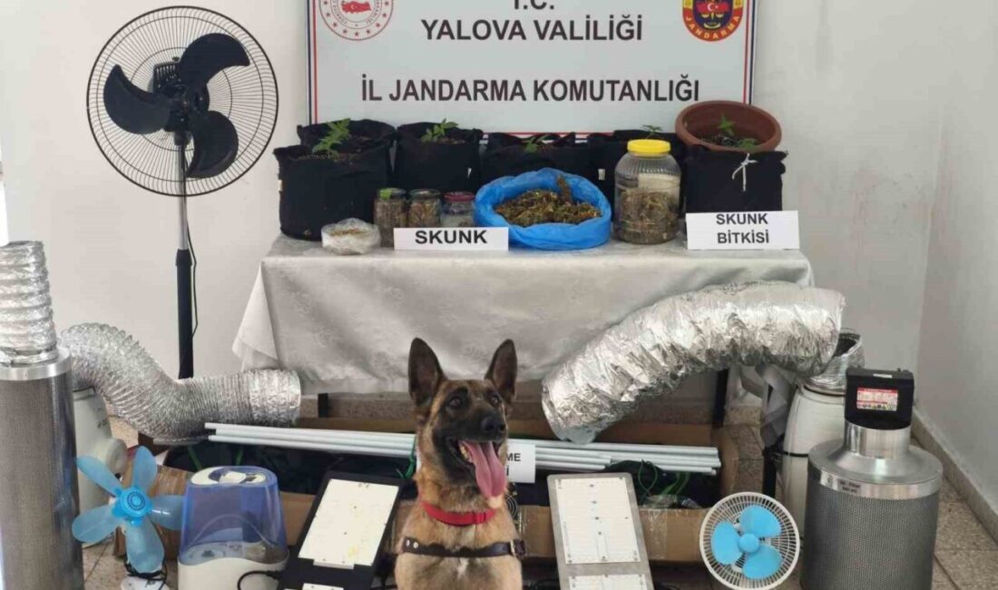 Yalova'nın Çınarcık ilçesinde O.D., evinde kurduğu iklimlendirme sistemiyle uyuşturucu bitkisi