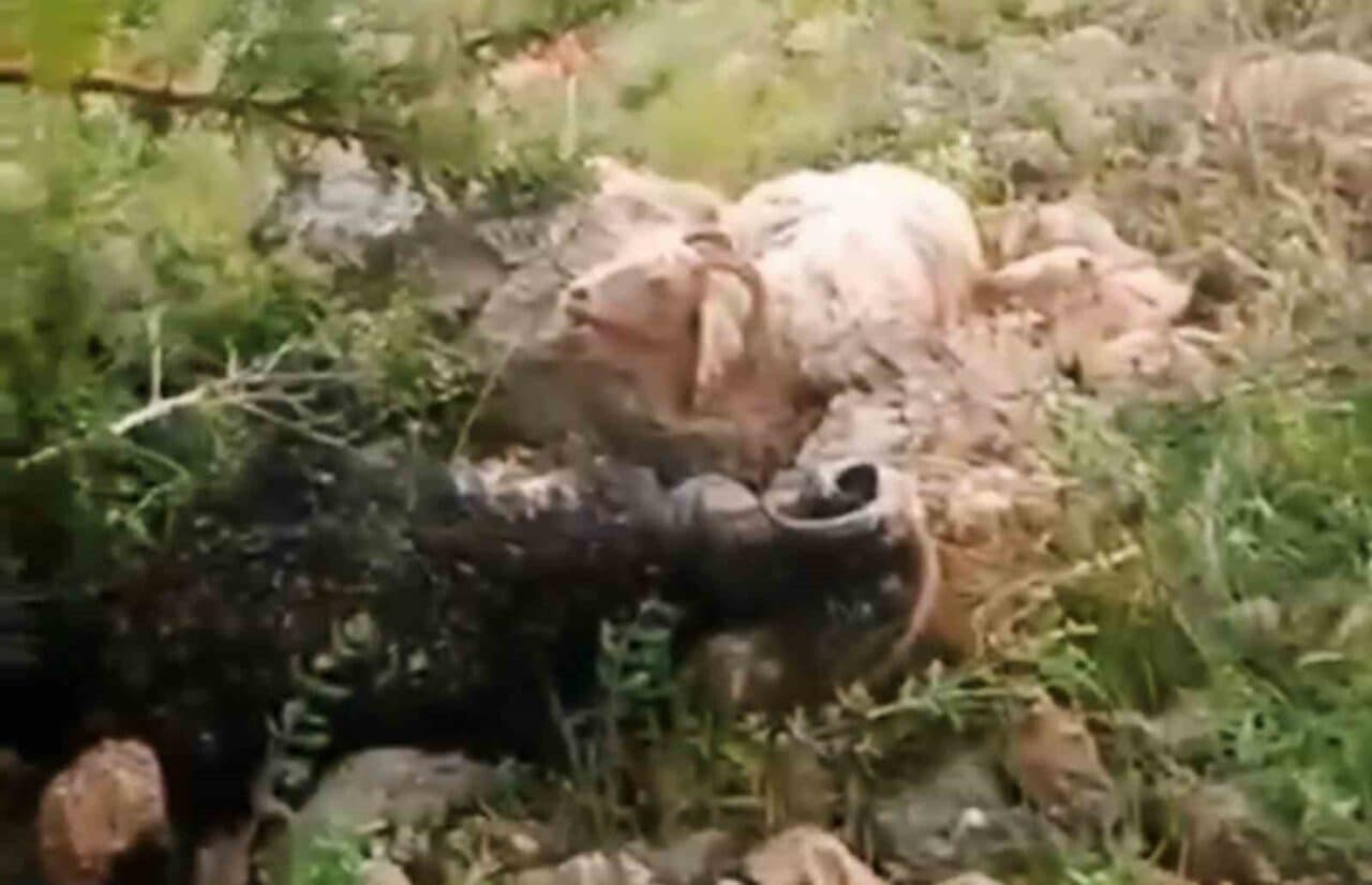 Hakkari'nin Yüksekova ilçesindeki Güldalı köyü kırsalında yıldırım düşmesi sonucu çoban