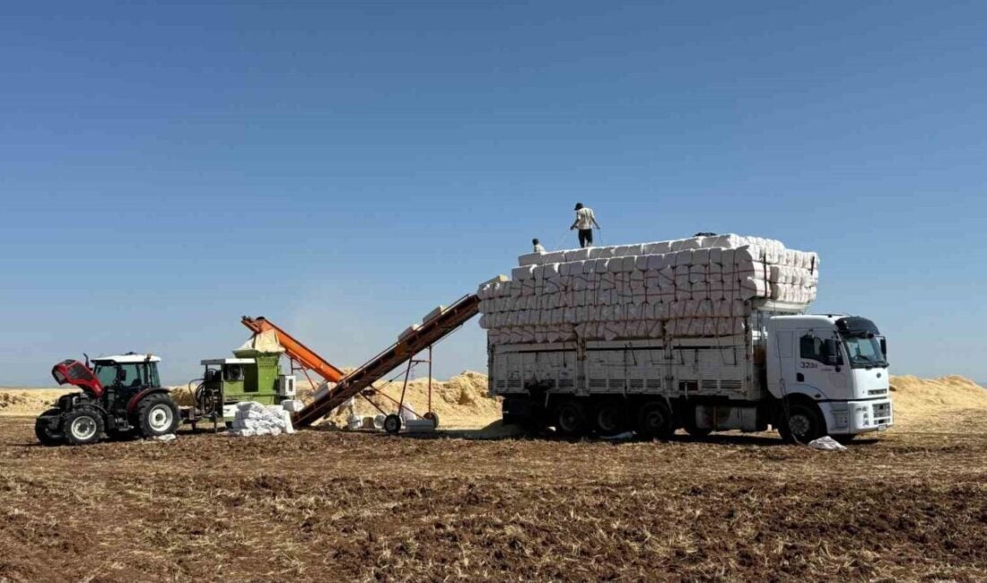 Diyarbakır Ovası'nda hububat hasadı sırasında samancılar, sıcak havaya rağmen tonlarca