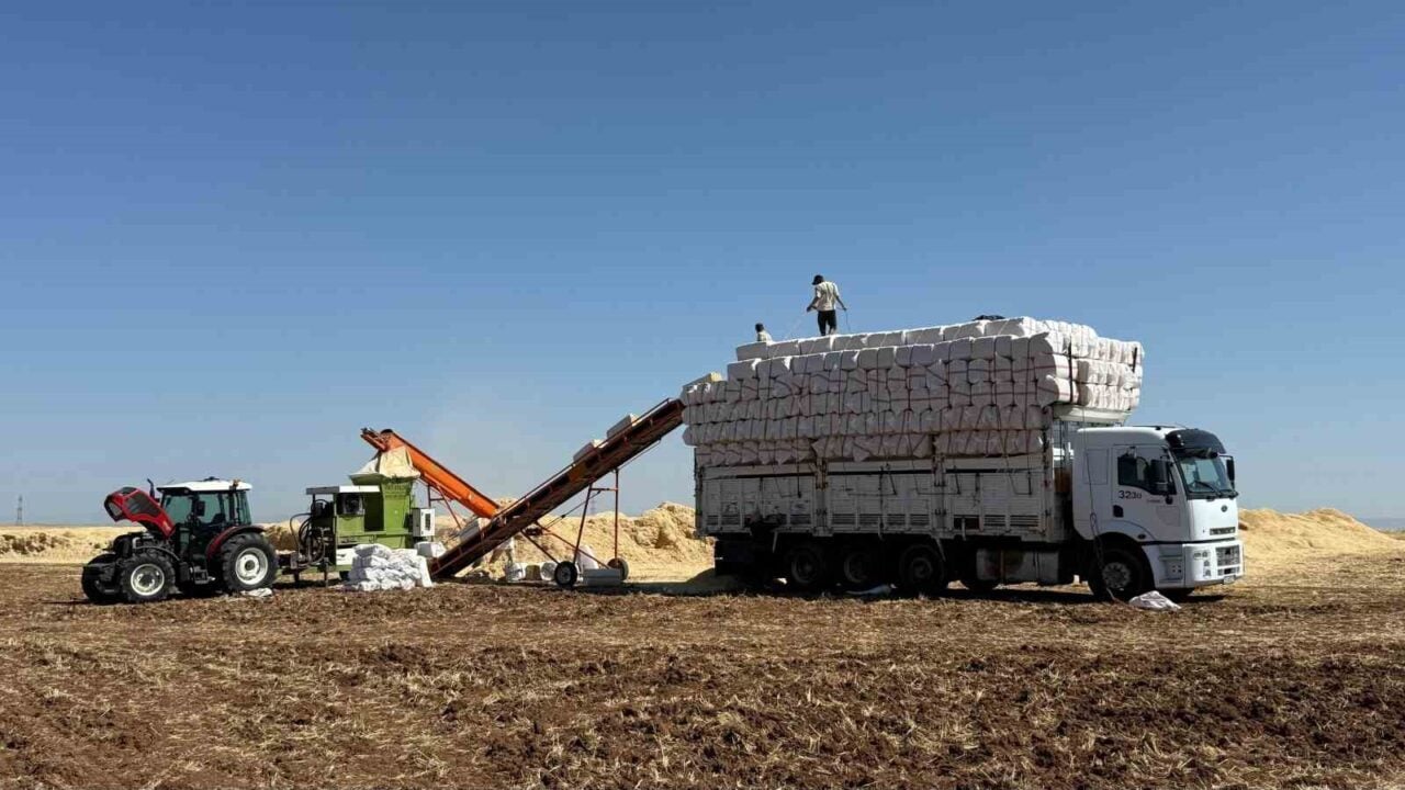 Diyarbakır Ovası'nda hububat hasadı sırasında samancılar, sıcak havaya rağmen tonlarca