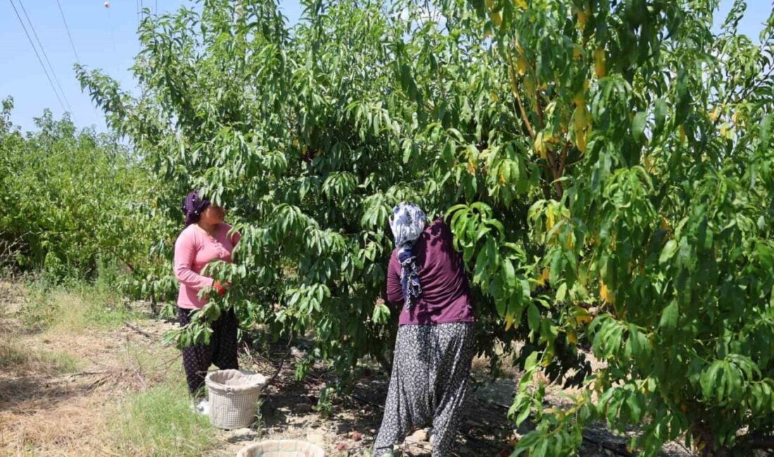 Adana’nın Kozan ilçesinde şeftali hasadı başladı, ancak zirai don nedeniyle