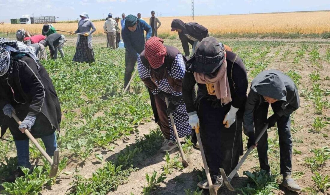 Bitlis’in Adilcevaz ilçesinde mevsimlik tarım işçileri, zorlu sıcak havalara rağmen