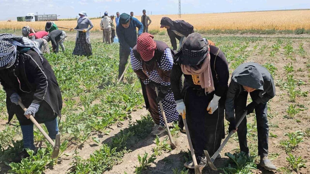 Bitlis’in Adilcevaz ilçesinde mevsimlik tarım işçileri, zorlu sıcak havalara rağmen