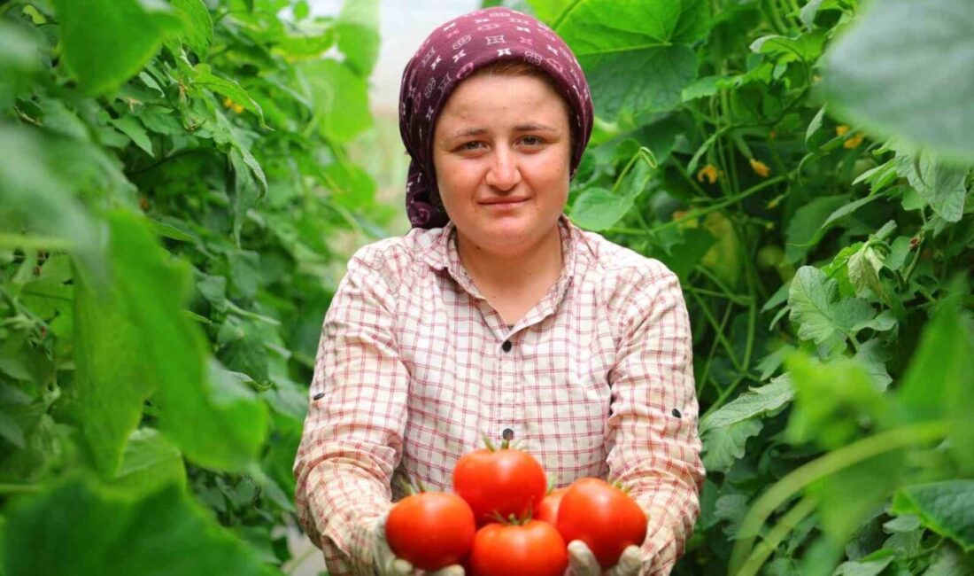 Kahramanmaraş'ın Kadıoğlu Çiftliği Mahallesi’nde 10 yıldır seracılık yapan İbrahim Tatlı