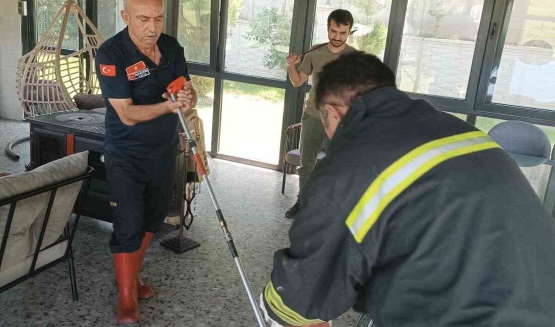 Afyonkarahisar'da hava sıcaklıkları 35 dereceye çıkınca, kent merkezindeki mahallelerde yılanlar