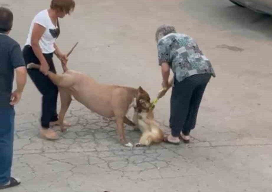 Ankara'nın Mamak ilçesinde ağızlıksız dolaşan pitbull, yoldan geçen bir köpeğe