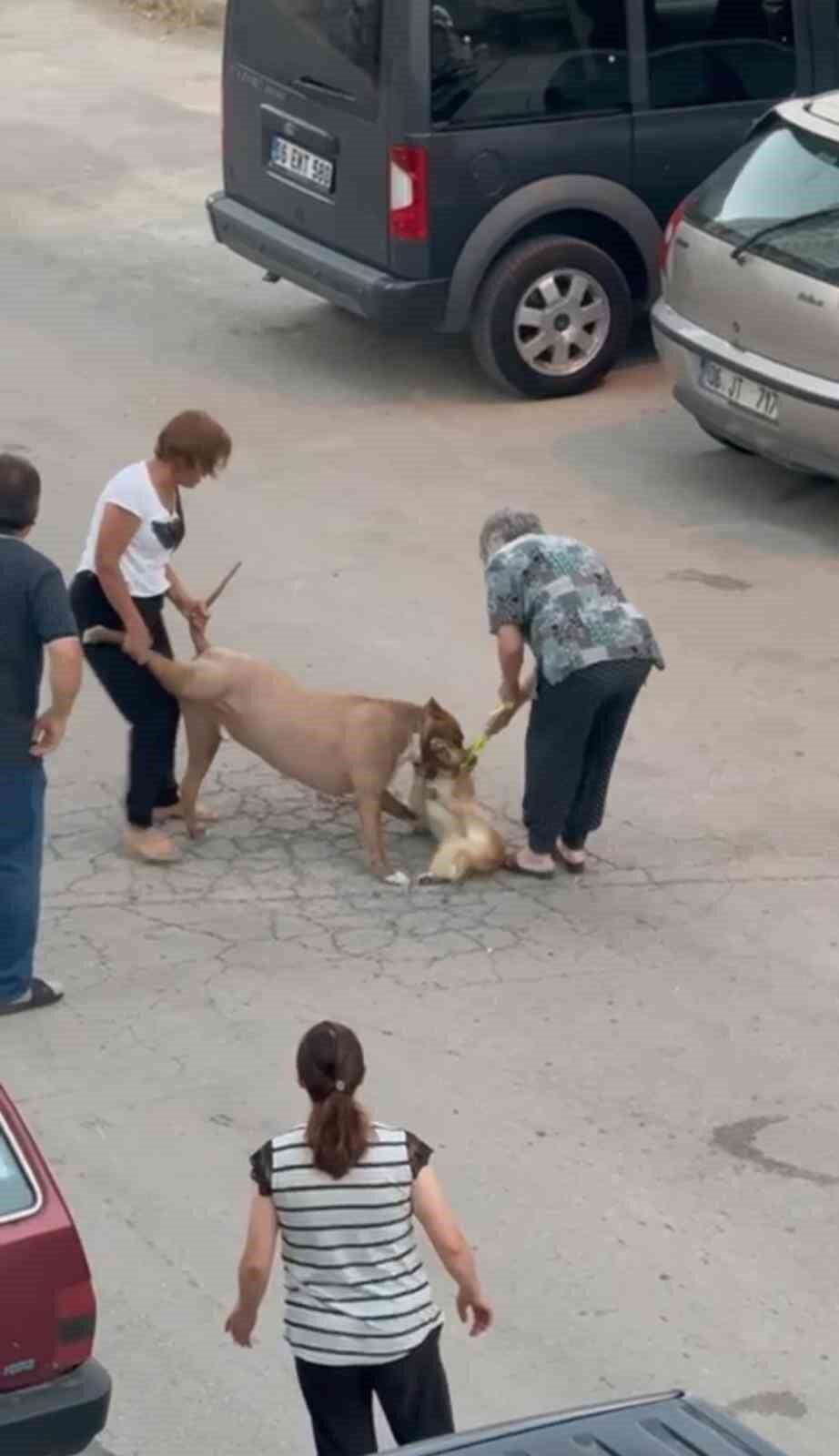 Ankara'nın Mamak ilçesinde ağızlıksız dolaşan pitbull, yoldan geçen bir köpeğe