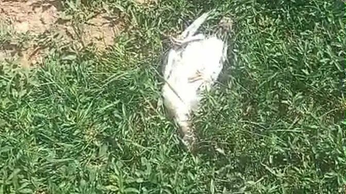 Ağrı'nın Patnos ilçesinde başıboş köpekler, Haydar Özyavuz'un bahçesindeki 25 hindi