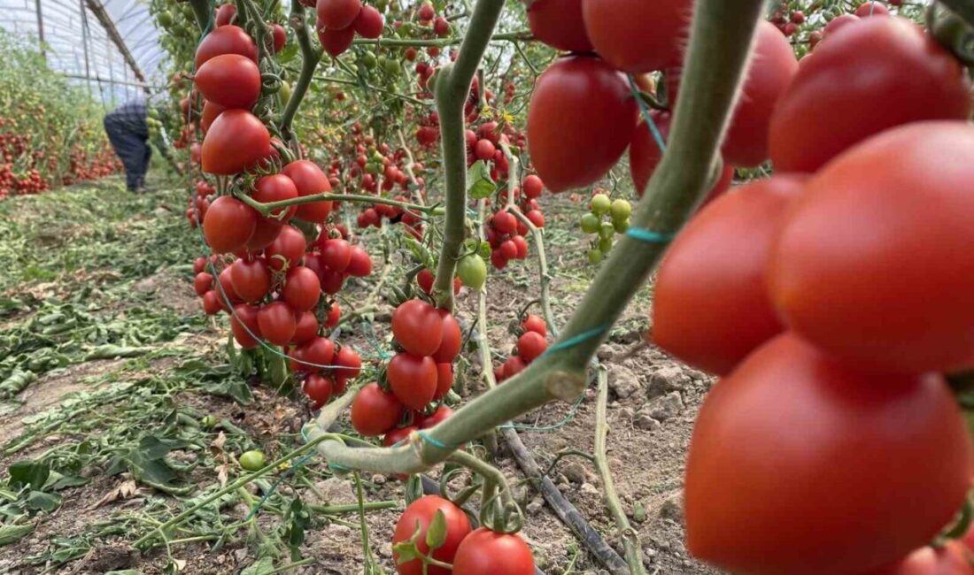 Antalya Ticaret Borsası, haziran ayı hal endekslerini duyurdu. Domatesin yıllık