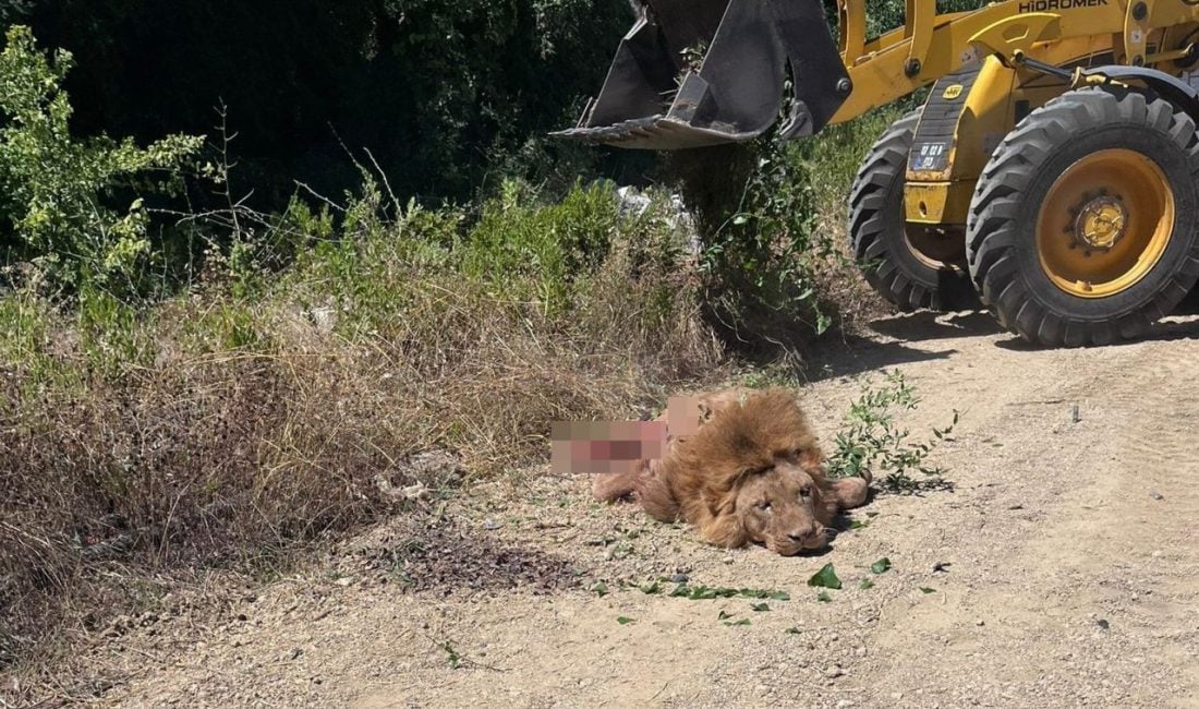 Antalya'nın Manavgat ilçesinde bir hayvanat bahçesinden kaçan aslan, tarlada bekçilik
