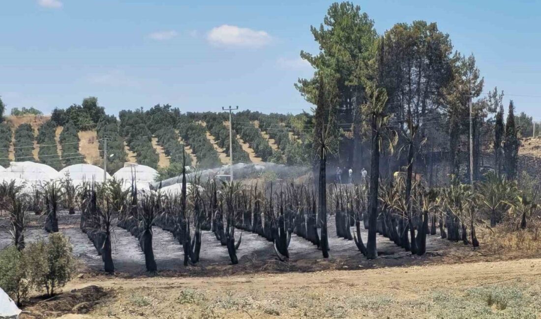 Antalya'nın Aksu ilçesinde çıkan yangında zeytin ve palmiye ağaçları zarar