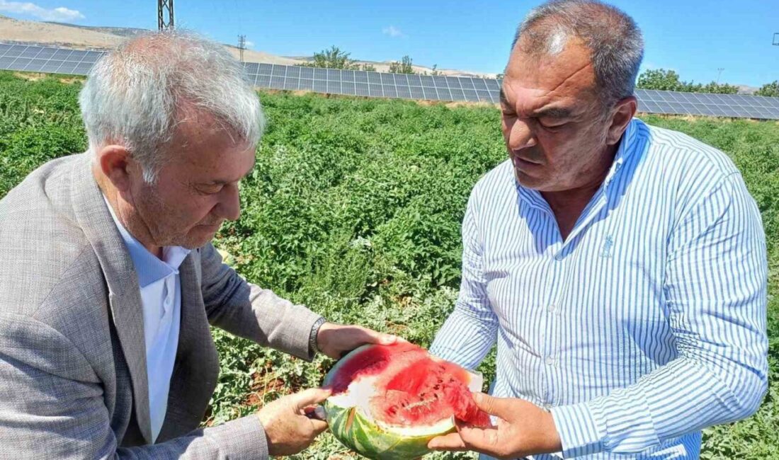 Gaziantep'in Araban ilçesinde 2025 yılı karpuz hasadı başladı. Araban Ovası'nda