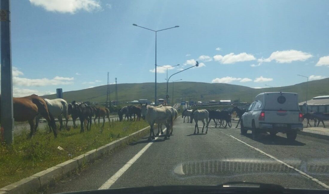 Ardahan'da serbestçe dolaşan başıboş atlar, trafikte tehlikeye yol açıyor. Bu